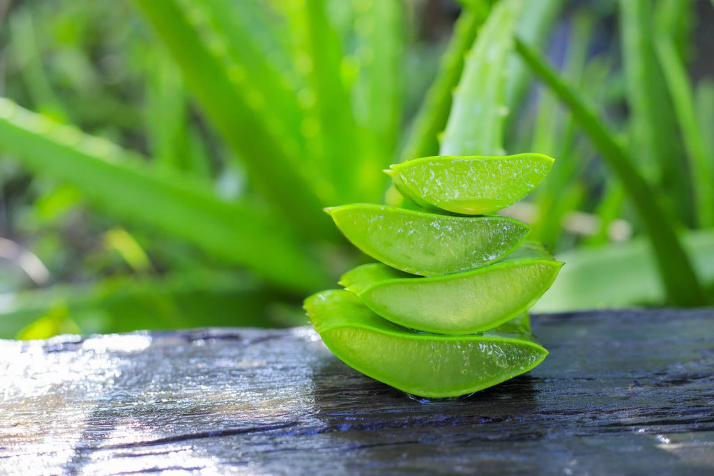 Aloe Vera beschleunigt die Regeneration von gereiztem oder verletztem Gewebe.
