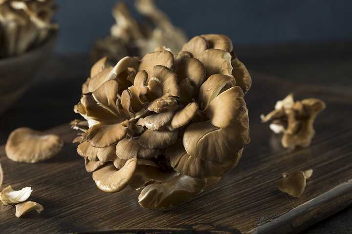 Maitake hat die Kraft des tanzenden Pilzes