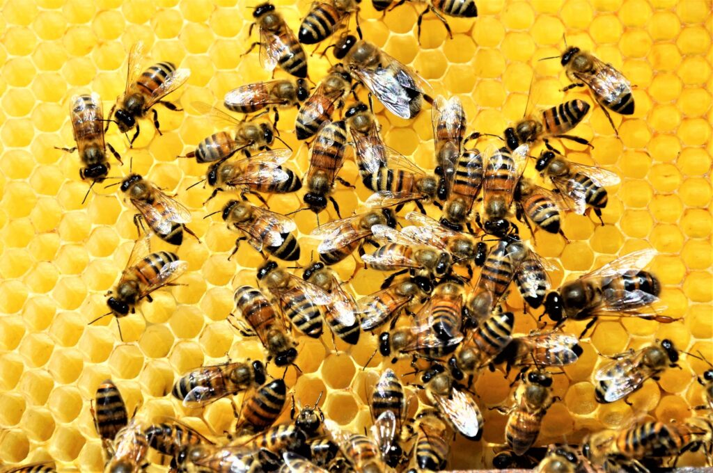 Gelee Royal Kapseln Bienenschwarm